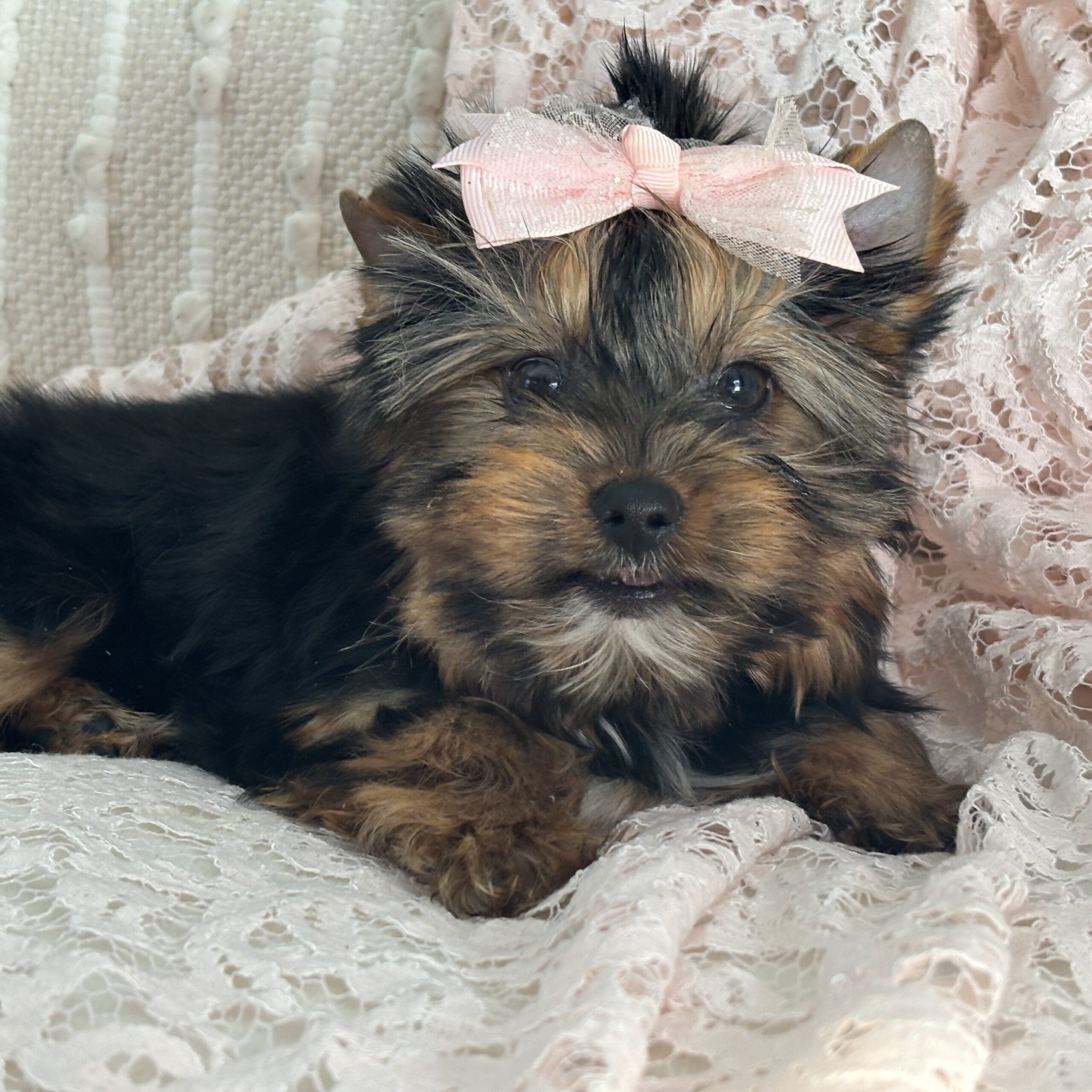 Becky - Contented Puppies Paradise Becky - Image 5