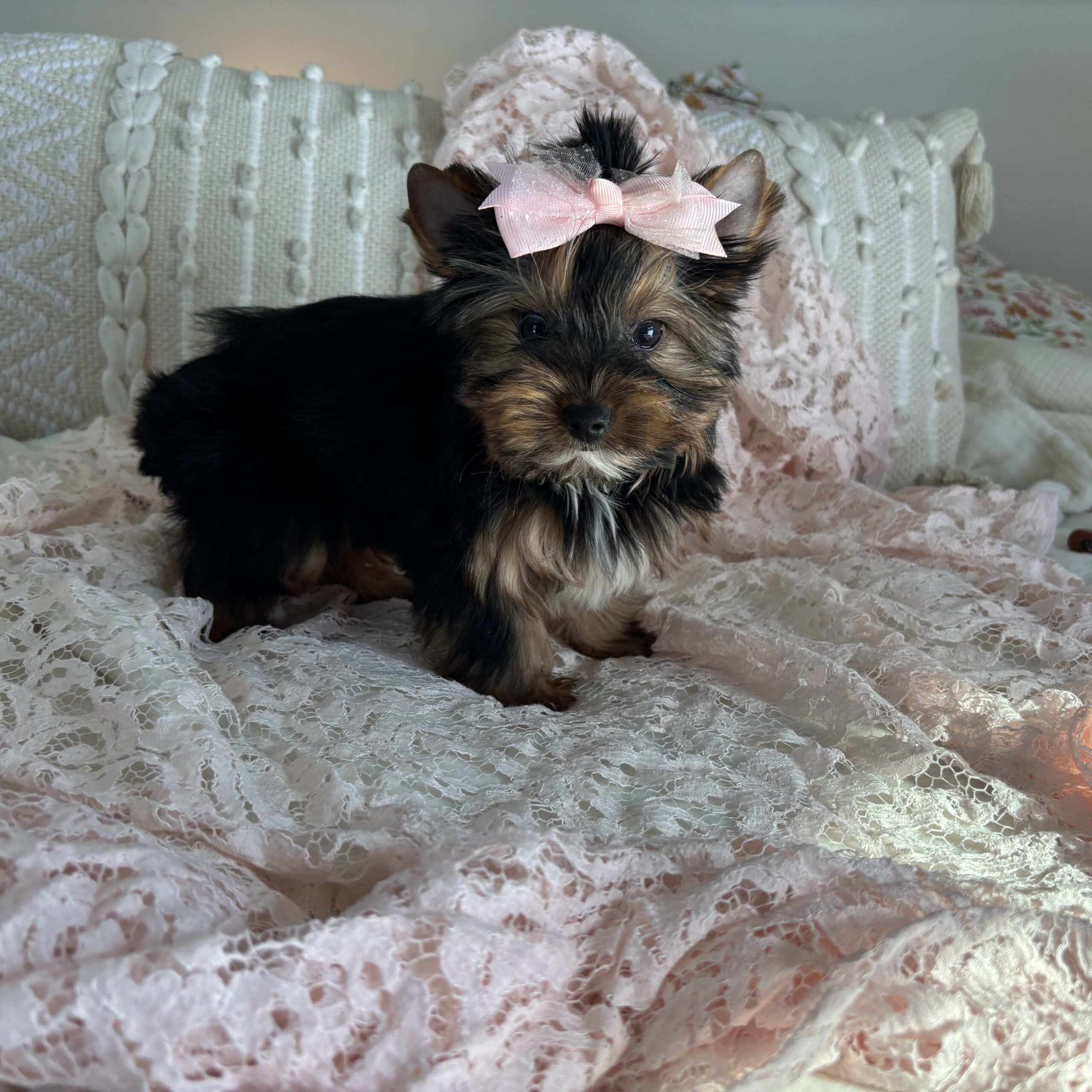 Becky - Contented Puppies Paradise Becky - Image 4