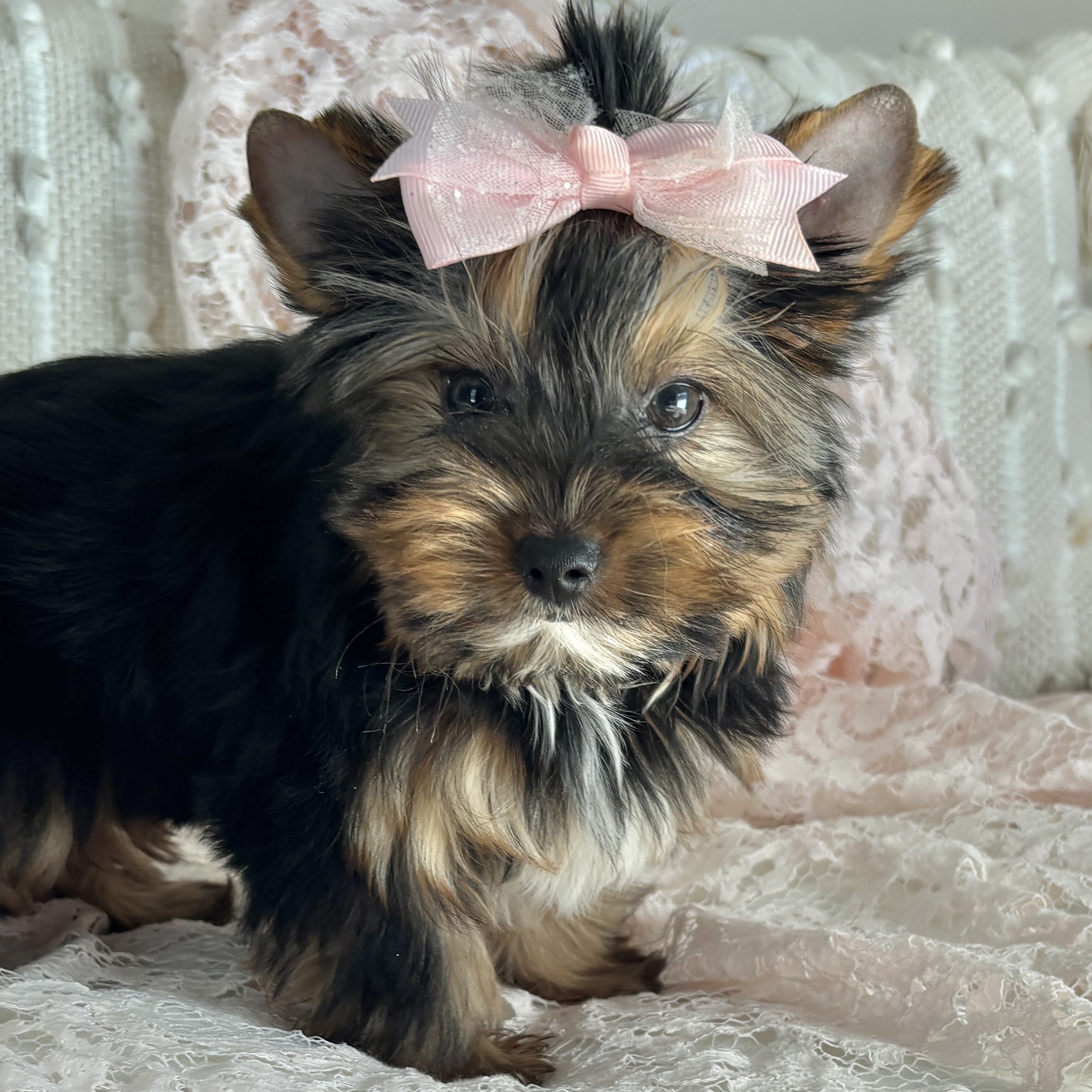 Becky - Contented Puppies Paradise Becky - Image 3