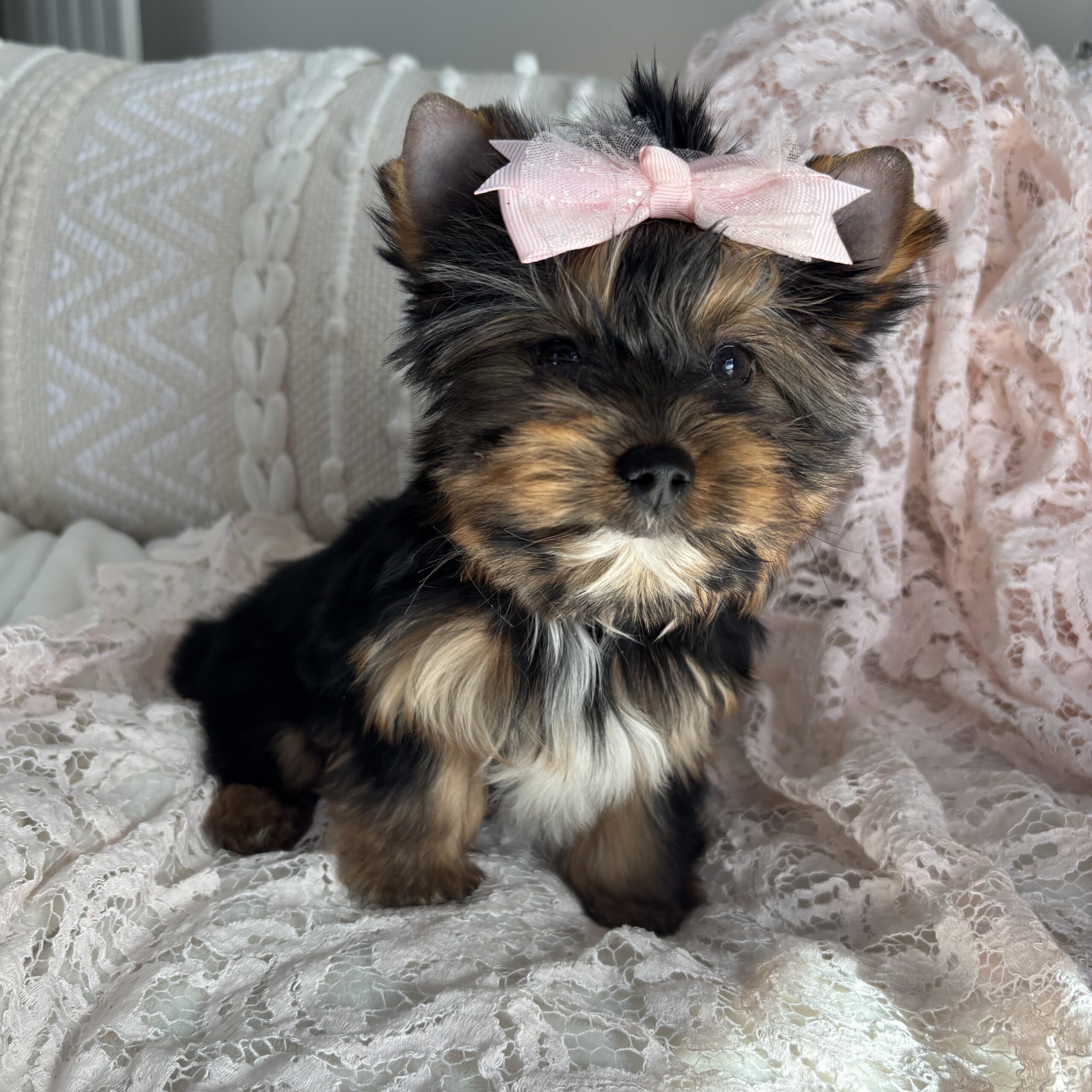 Becky - Contented Puppies Paradise Becky